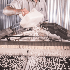 A person pours white tablets from a container onto a tablet sorter in a pharmaceutical manufacturing facility. The tablets are processed or sorted as they move along the metal and glass conveyor system.